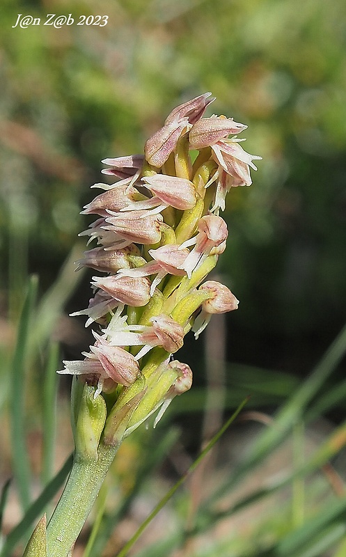 neotinea Neotinea maculata (Desf.) Stearn