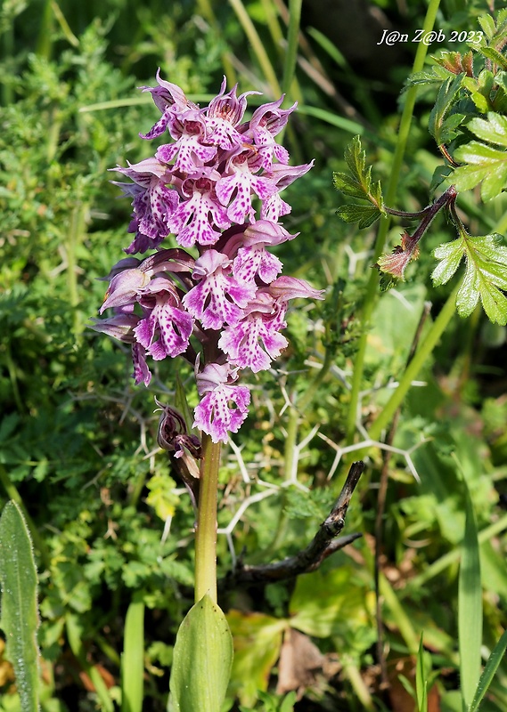 neotinea trojzubá Neotinea tridentata (Scop.) R. M. Bateman, Pridceon et M. W. Chase