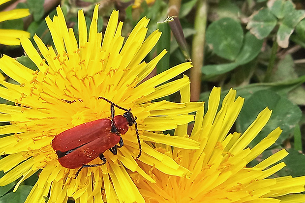 červenáčik ohnivý,  Pyrochroa coccinea Linnaeus, 1761