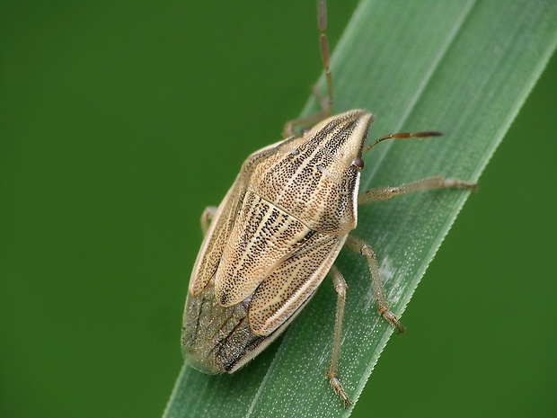 bzdocha kužeľovitá Aelia acuminata