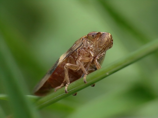 peniarka jelšová Aphrophora alni