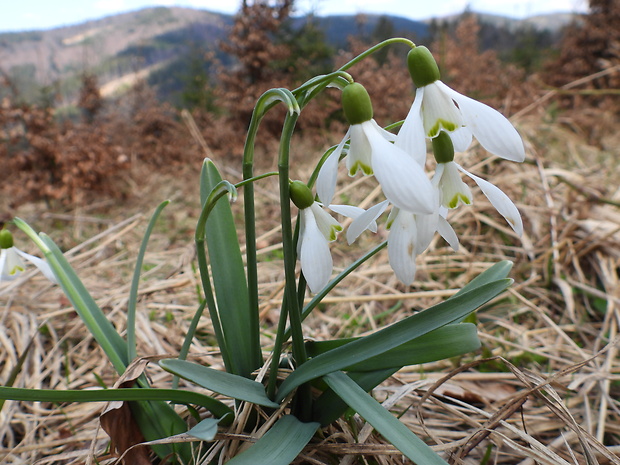 snežienka jarná Galanthus nivalis L.