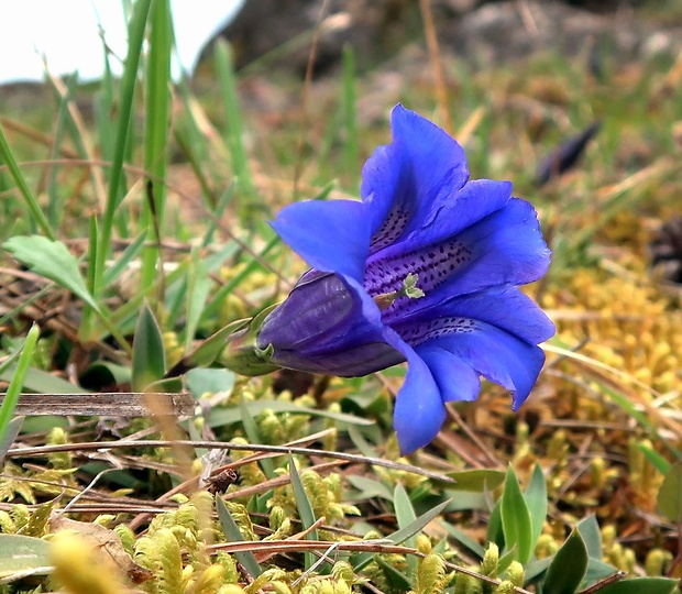 horec clusiov Gentiana clusii Perr. et Songeon