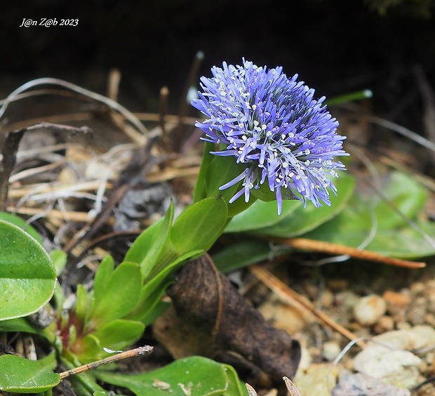 guľôčka bodkovaná Globularia punctata Lapeyr.