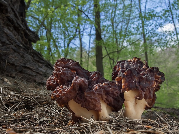 ušiak obyčajný Gyromitra esculenta (Pers.) Fr.