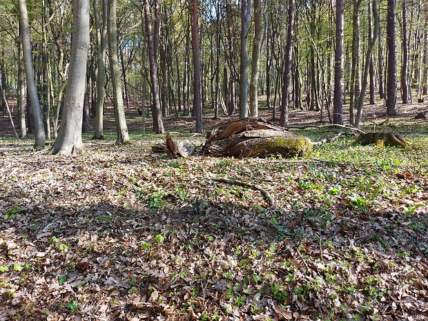 ušiak obyčajný Gyromitra esculenta (Pers.) Fr.