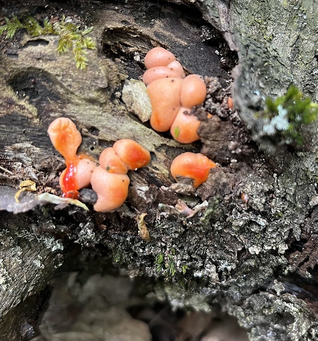 vlčinka Lycogala sp.