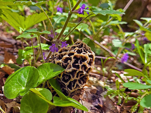 smrčok jedlý Morchella esculenta (L.) Pers.