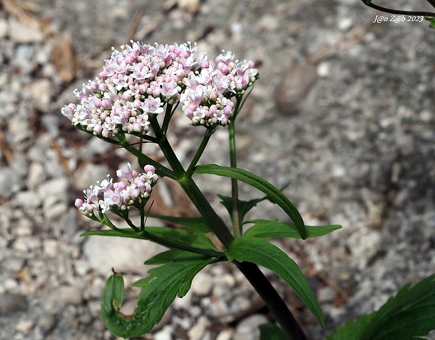 valeriána trojená Valeriana tripteris L.