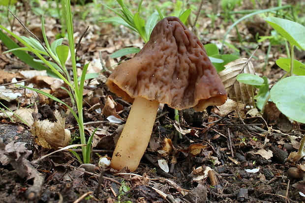 smrčkovec náprstkovitý vráskavý Verpa conica var. cerebriformis (J. Moravec et Svrček) Šebek