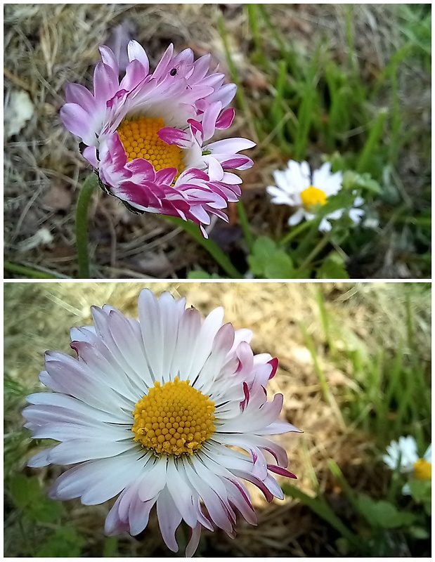 sedmokráska obyčajná Bellis perennis L.