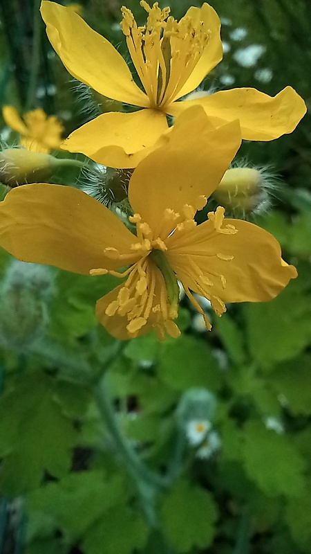 lastovičník väčší Chelidonium majus L.