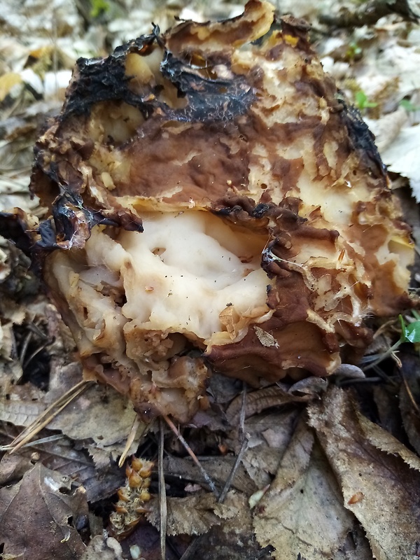 ušiak obrovský Gyromitra gigas (Krombh.) Cooke