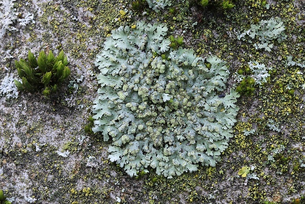 Hyperphyscia adglutinata (Nyl.) Krog