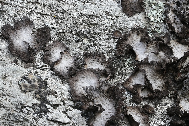 pupkovka obyčajná Lasallia pustulata (L.) Mérat