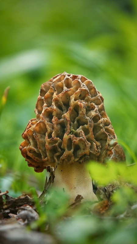 smrčok jedlý Morchella esculenta (L.) Pers.