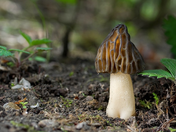 smrčok hybridný Morchella semilibera DC.