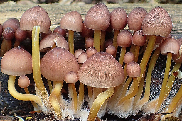 prilbička žltohlúbiková Mycena renati Quél.