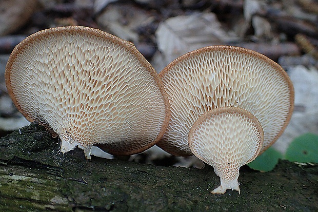 trúdnik veľkopórový Neofavolus alveolaris (DC.) Sotome & T. Hatt.