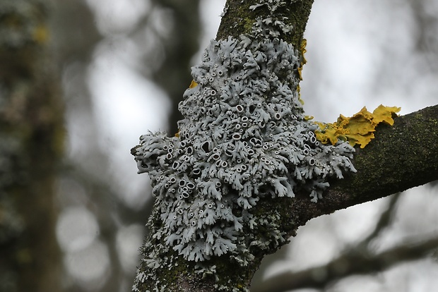 fyscia popolavá Physcia aipolia (Ehrh. ex Humb.) Fürnr.