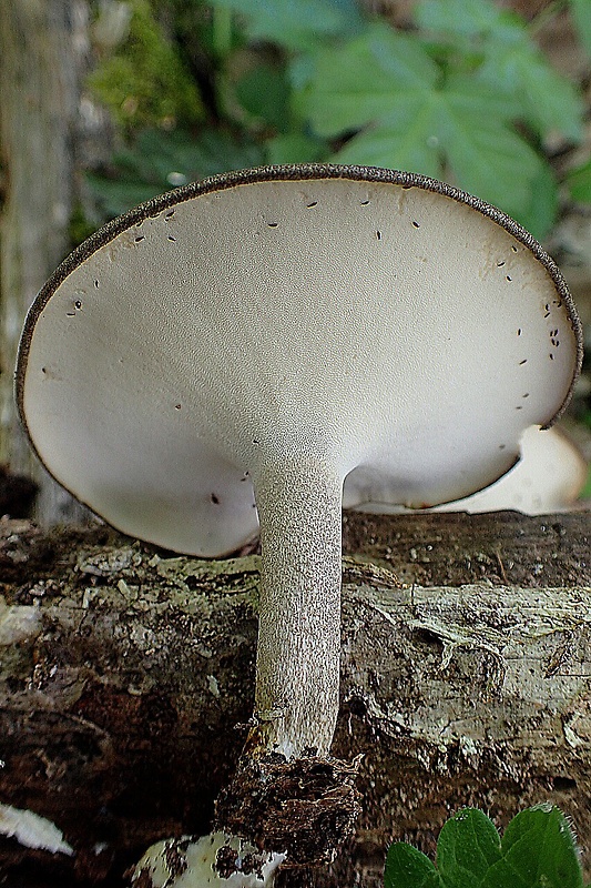 trúdnik Polyporus sp.