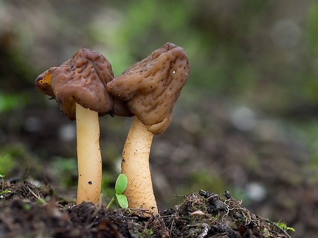 smrčkovec náprstkovitý vráskavý Verpa conica var. cerebriformis (J. Moravec et Svrček) Šebek