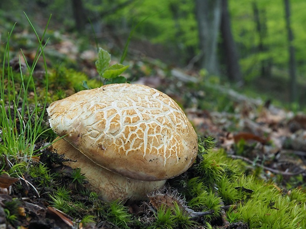 hríb sosnový Boletus pinophilus Pil. et Dermek in Pil.