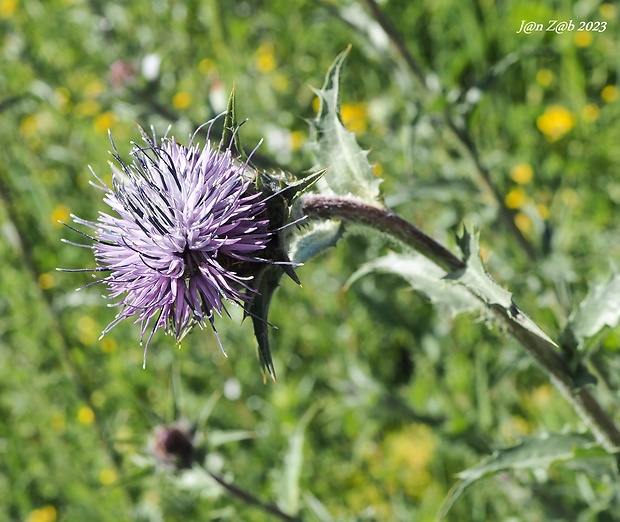 bodliak Carthamus caeruleus L.