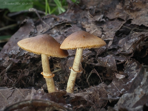 kapucňovec Conocybe aporos Kits van Wav.