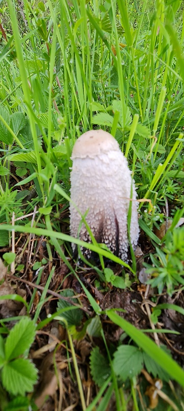 hnojník obyčajný Coprinus comatus (O.F. Müll.) Pers.