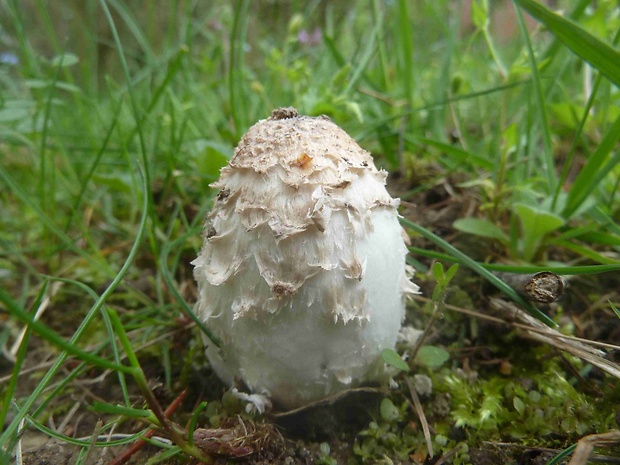 hnojník obyčajný Coprinus comatus (O.F. Müll.) Pers.