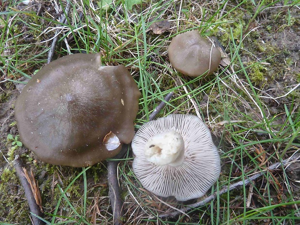 hodvábnica jarná Entoloma clypeatum (L.) P. Kumm.