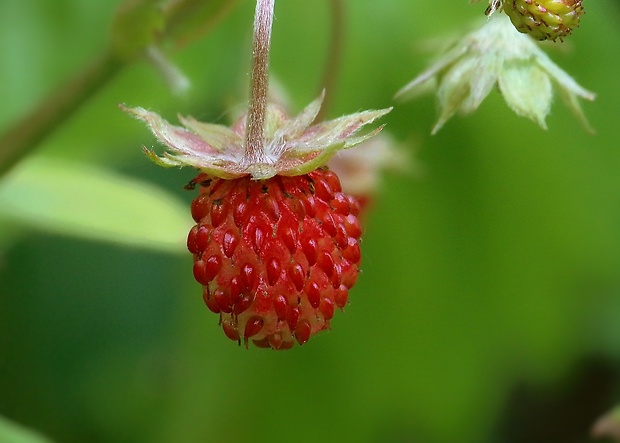 jahoda obyčajná Fragaria vesca L.