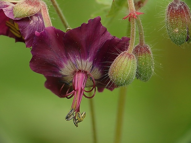 pakost hnedočervený Geranium phaeum L.