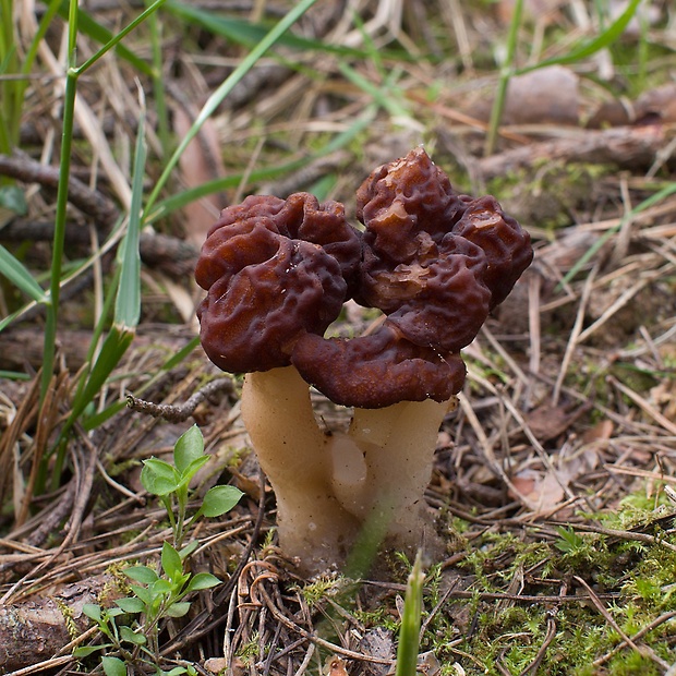 ušiak obyčajný Gyromitra esculenta (Pers.) Fr.