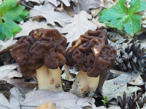 ušiak obyčajný Gyromitra esculenta (Pers.) Fr.