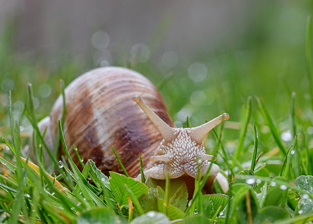 slimák záhradný Helix pomatia