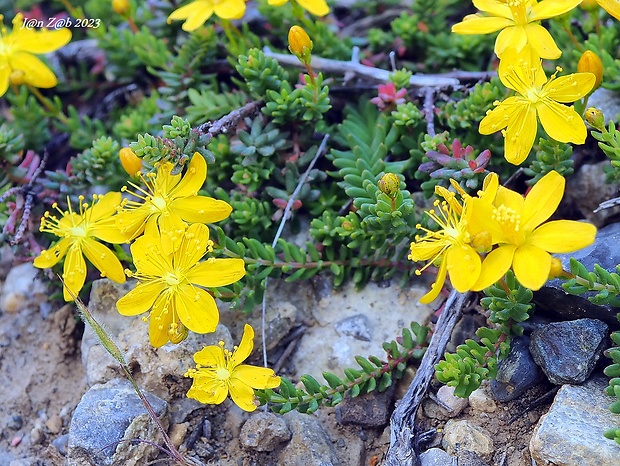 ľubovník Hypericum amblycalyx Coustur. &amp; Gand.