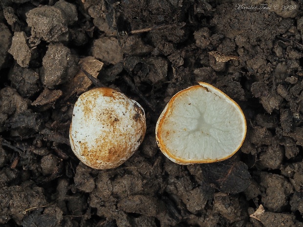 lúpavka Hysterangium sp.