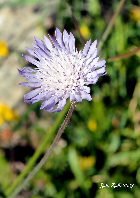 chrastavec Knautia integrifolia (L.) Bertol.