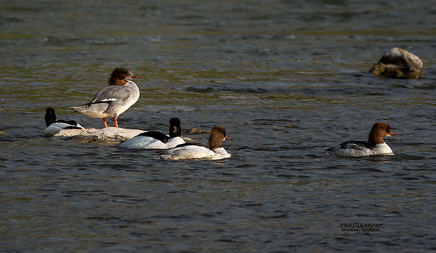 potápač veľký Mergus merganser