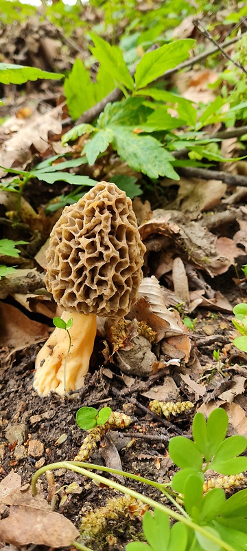 smrčok jedlý Morchella esculenta (L.) Pers.