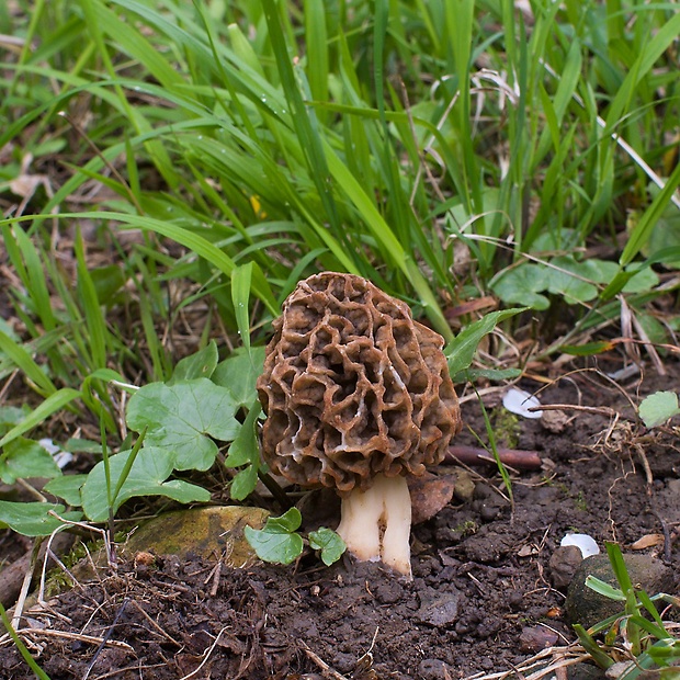 smrčok jedlý Morchella esculenta (L.) Pers.