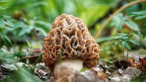 smrčok jedlý Morchella esculenta (L.) Pers.