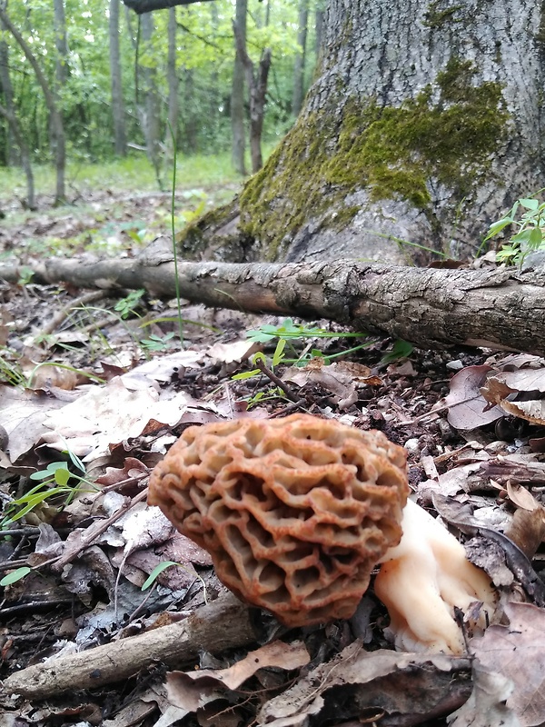 smrčok jedlý Morchella esculenta (L.) Pers.