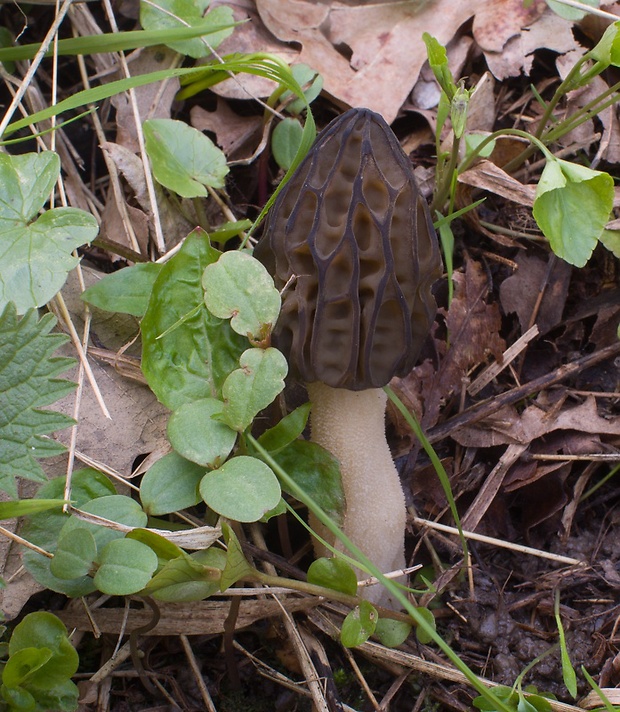 smrčok hybridný Morchella semilibera DC.