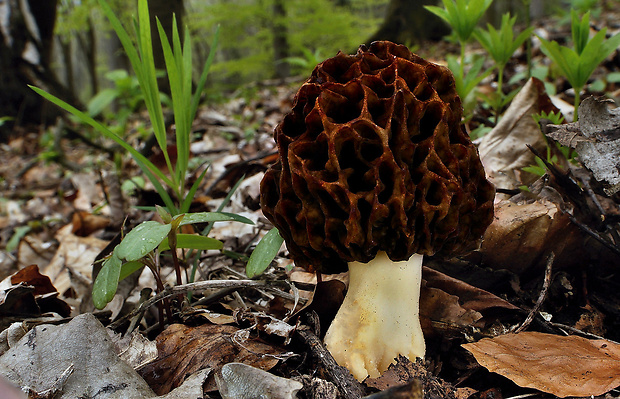 smrčok Morchella sp.