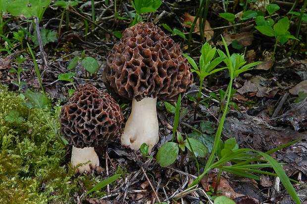 smrčok Morchella sp.