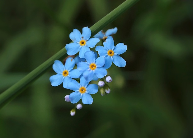 nezábudka Myosotis sp.