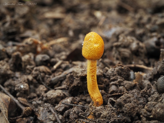 žezlovka jantárová Ophiocordyceps gracilis (Grev.) G.H. Sung, J.M. Sung, Hywel-Jones & Spatafora